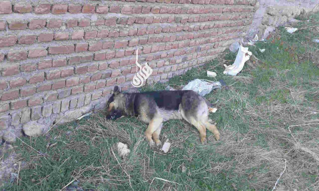کشتن ۸۴۰ قلاده سگ در طی ۱۱ ماه نخست سال ۹۴ در مهاباد