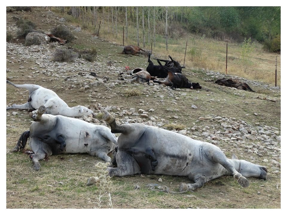 Iranian security forces shoot dead horses of Kurdish Kolber workers 