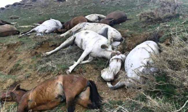 Tens of Horses and Mules, Belonging to Kolbars, Slaughtered by Border Regiment