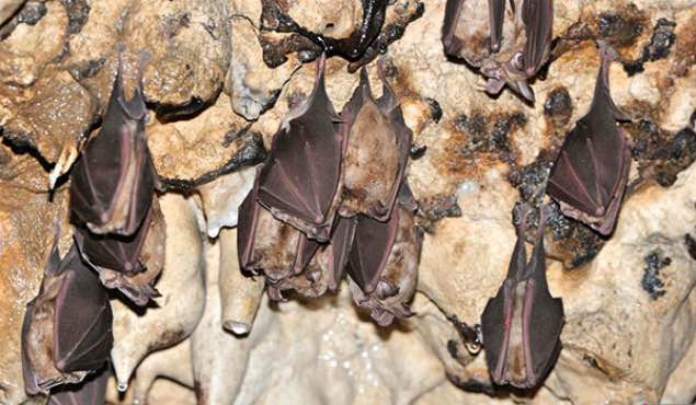 Extensive Destruction of Bats’ Habitat due to the Rumour About the Discovery of Mercury ٍElement in Their Nests