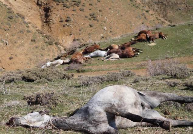 کشتار ده‌ها راس اسب کاسبکاران مرزی در اشنویه